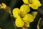 Diplotaxe vulgaire, Roquette jaune Diplotaxis tenuifolia (L.) DC., 1821