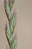 Ivraie multiflore, Ray-grass d'Italie Lolium multiflorum Lam., 1779