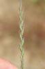 Ivraie multiflore, Ray-grass d'Italie Lolium multiflorum Lam., 1779