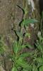 Arabette pauciflore, Arabette à feuilles de Chou Fourraea alpina (L.) Greuter & Burdet, 1984