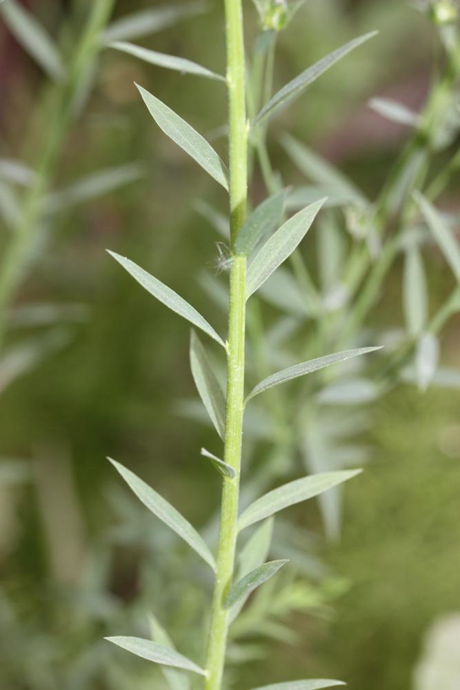 Le Lin bisannuel Linum usitatissimum subsp. angustifolium (Huds.) Thell., 1912