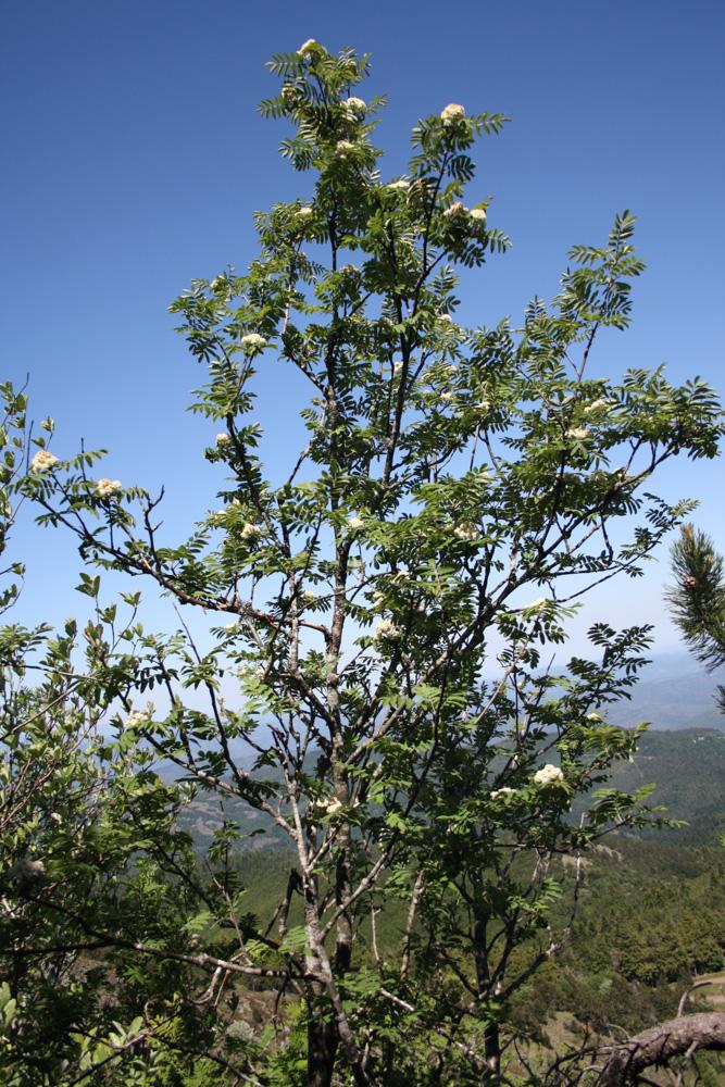 Le Sorbier des oiseleurs, Sorbier sauvage Sorbus aucuparia L., 1753
