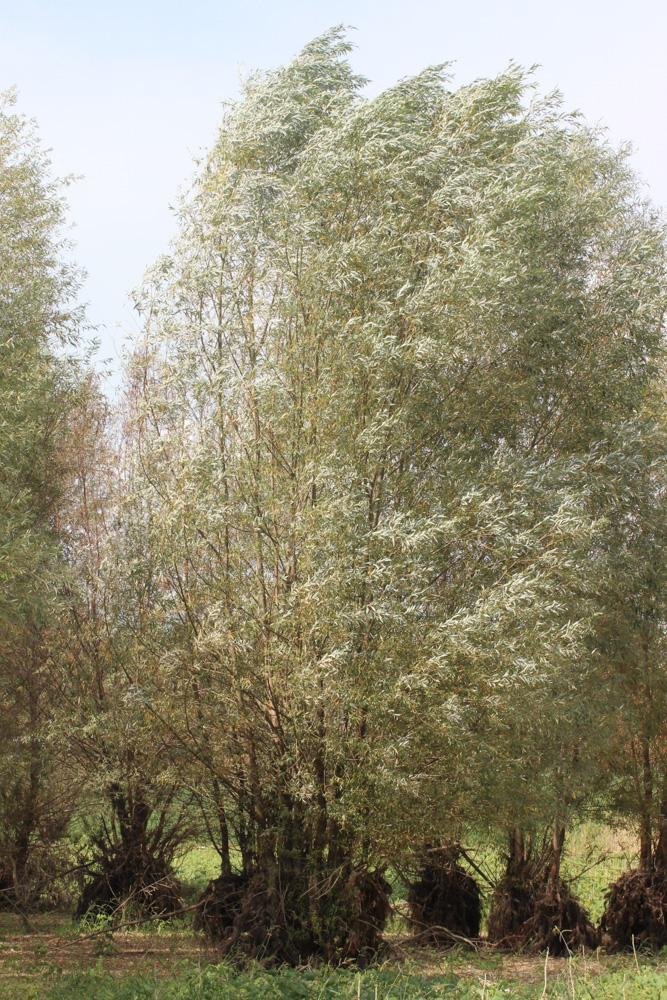 Le Saule blanc, Saule commun Salix alba L., 1753