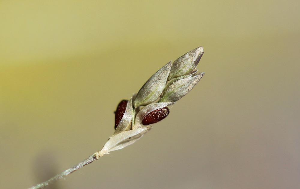 Le Éragrostide verdissante Eragrostis virescens J.Presl, 1830