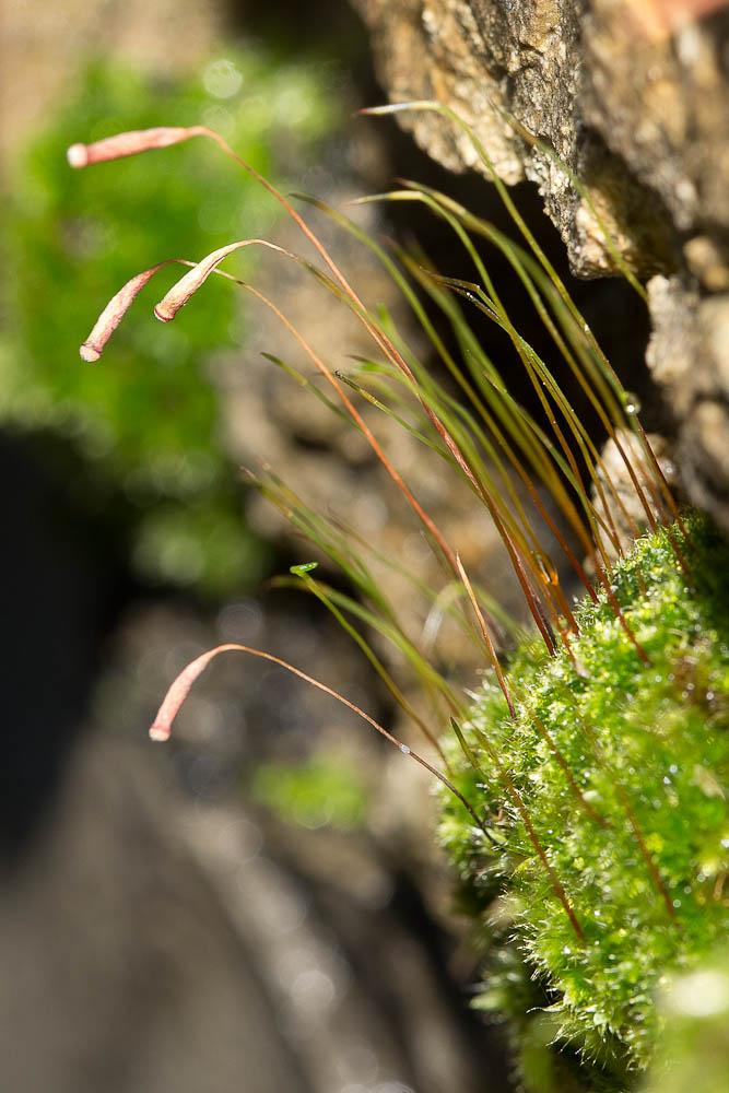 Le  sp. Bryum Hedw., 1801 sp.