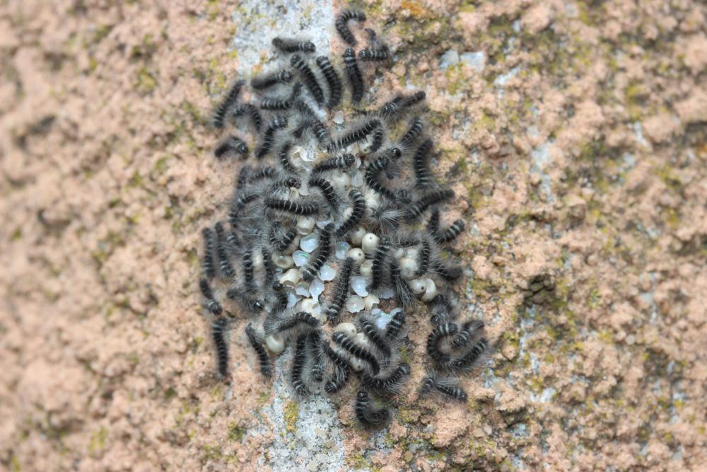 Le Bombyx de la Ronce (Le), Polyphage (La) Macrothylacia rubi (Linnaeus, 1758)