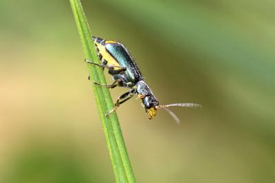  Clanoptilus elegans (Olivier, 1790)