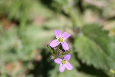 Arabette du printemps Arabis verna (L.) R.Br., 1812