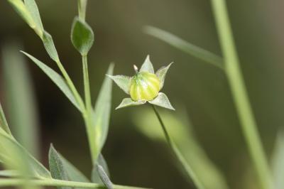 Lin bisannuel Linum usitatissimum subsp. angustifolium (Huds.) Thell., 1912