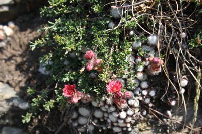 Joubarbe-araignée, Joubarbe à toiles d'araignée Sempervivum arachnoideum L., 1753