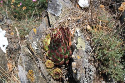 Joubarbe des toits, Grande joubarbe Sempervivum tectorum L., 1753