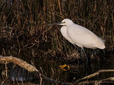 Aigrette garzette Egretta garzetta (Linnaeus, 1766)