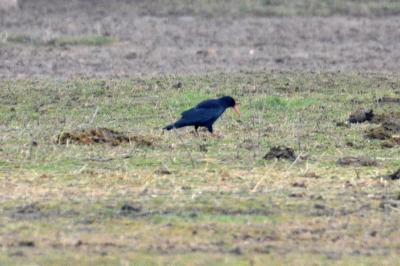 Crave à bec rouge Pyrrhocorax pyrrhocorax (Linnaeus, 1758)