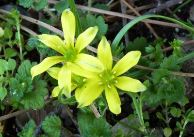 Gagée du Lubéron Gagea luberonensis J.-M.Tison, 1998