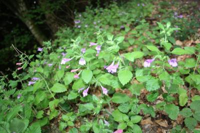 Calament à grandes fleurs Clinopodium grandiflorum (L.) Kuntze, 1891