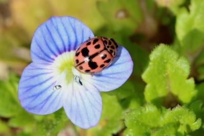 Coccinelle rose Oenopia conglobata (Linnaeus, 1758)