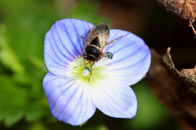 
Geocoris megacephalus