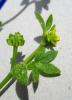 Renoncule à petites fleurs Ranunculus parviflorus L., 1758