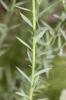 Lin bisannuel Linum usitatissimum subsp. angustifolium (Huds.) Thell., 1912