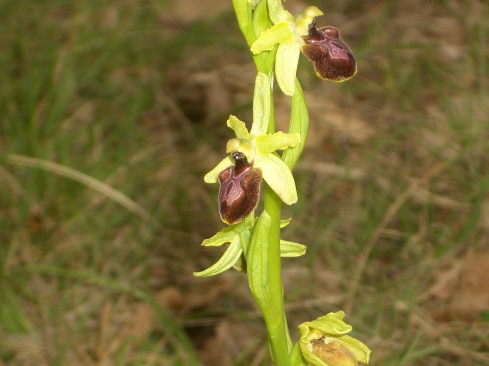 Le  sp. Ophrys L., 1753 sp.