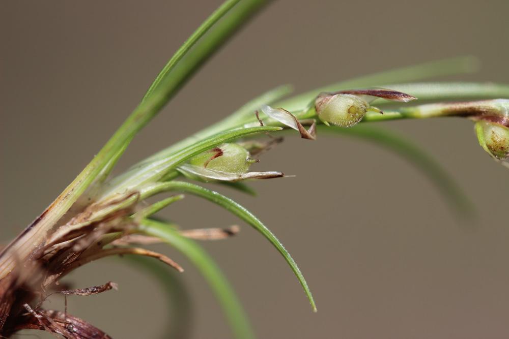 La Laîche humble Carex humilis Leyss., 1758