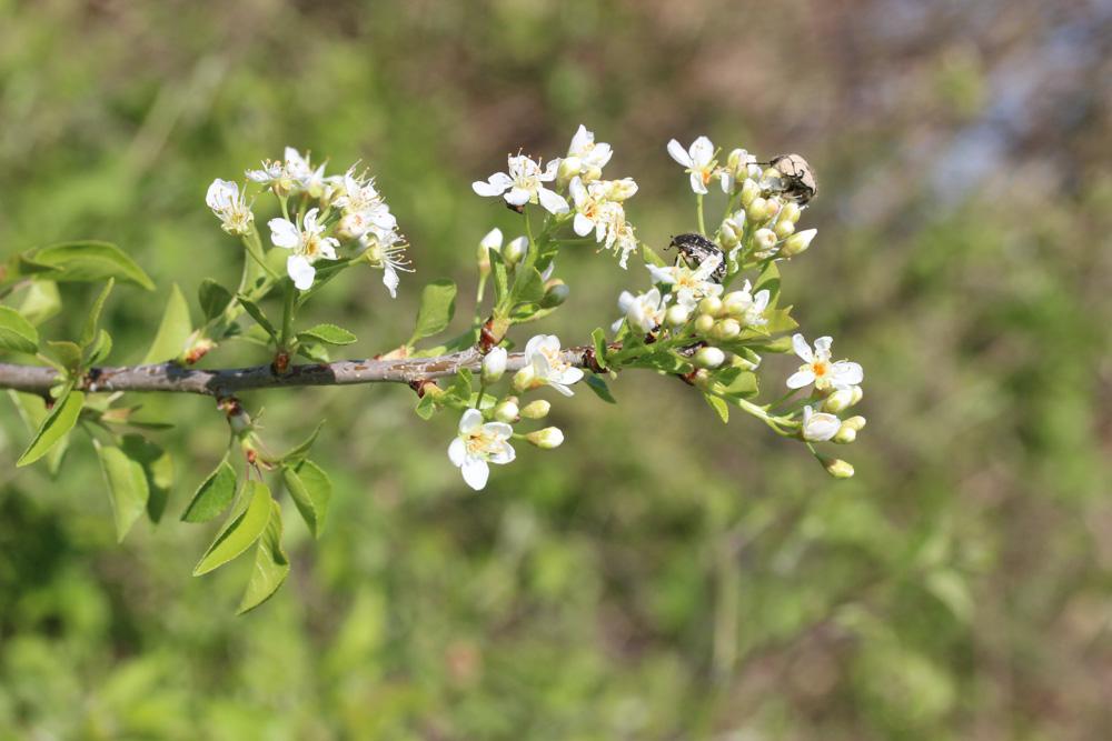 Le Bois de Sainte-Lucie, Prunier de Sainte-Lucie, Ama Prunus mahaleb L., 1753