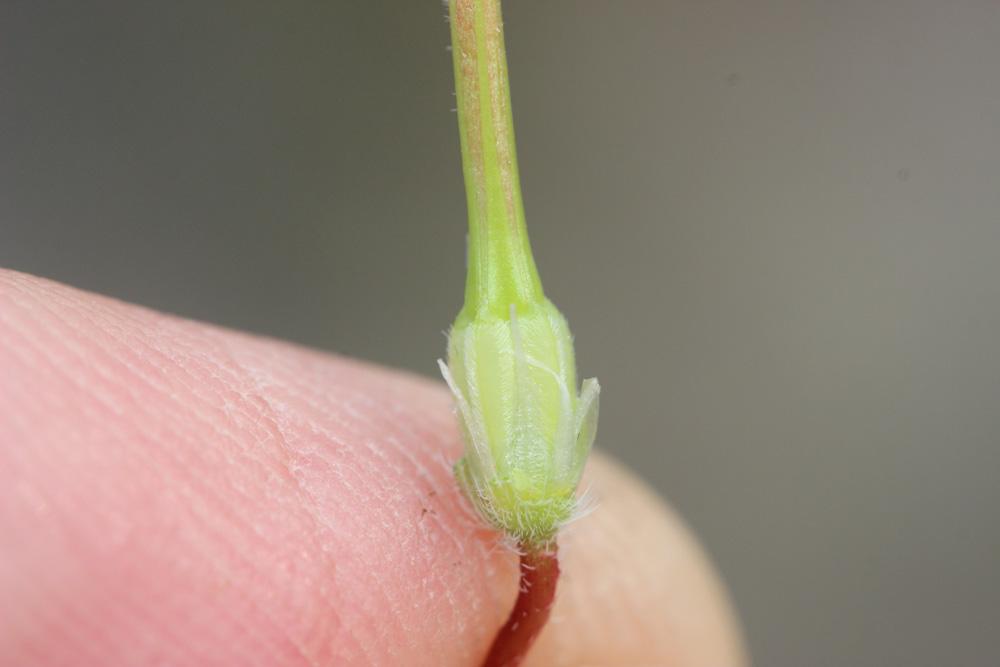 Le Érodium à feuilles découpées, Bec-de-grue lacinié, Erodium laciniatum (Cav.) Willd., 1800