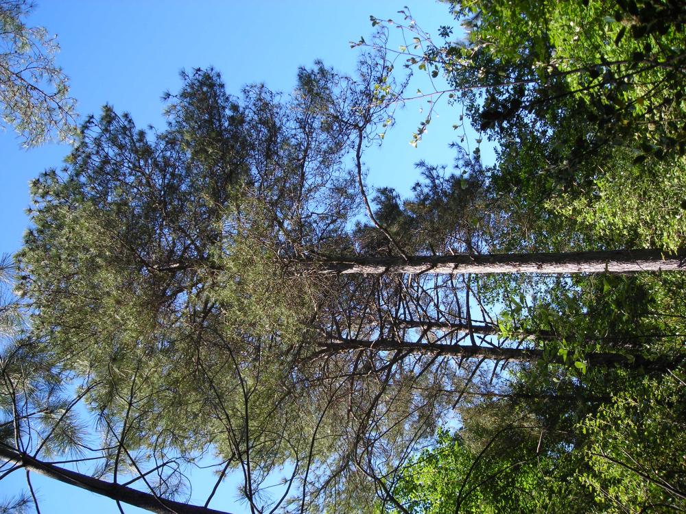Le Pin de Salzmann Pinus nigra subsp. salzmannii (Dunal) Franco, 1943