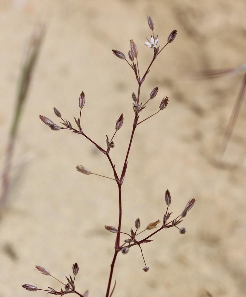 Le  Minuartia hybrida subsp. laxa (Jord.) Jauzein, 2010