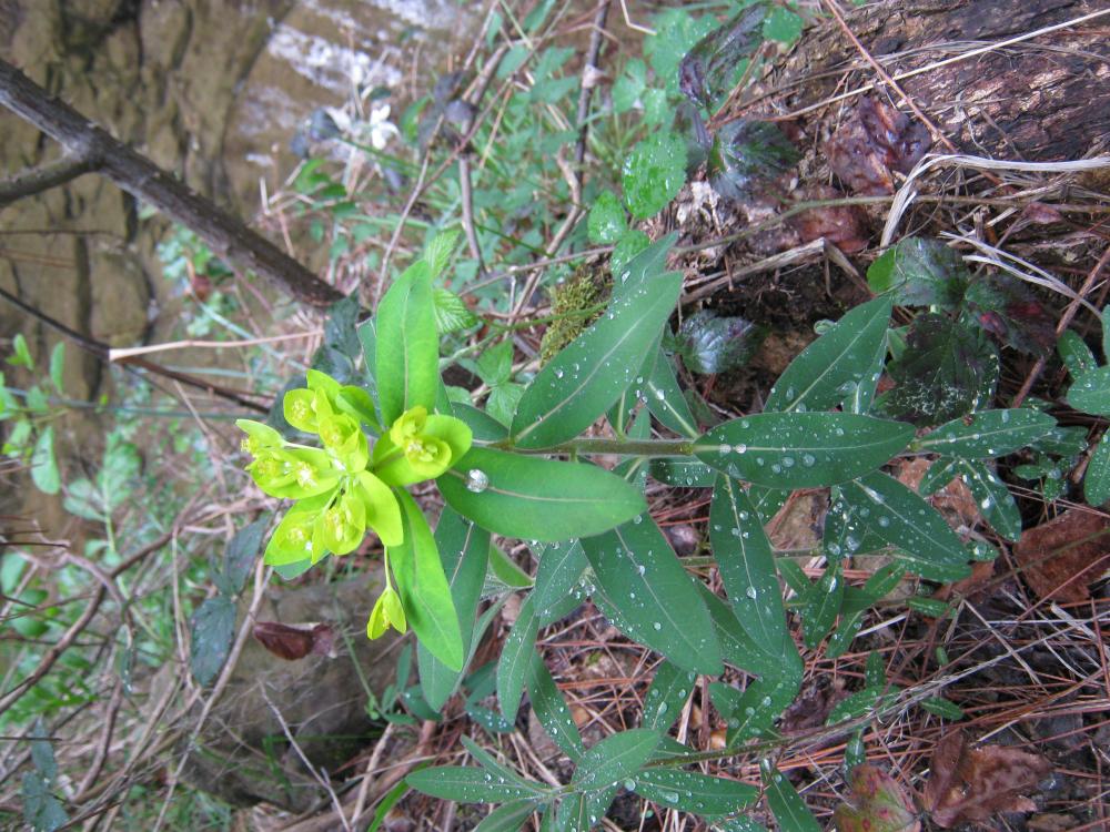Euphorbe ésule, Euphorbe feuillue, Euphorbe âcre Euphorbia esula L., 1753