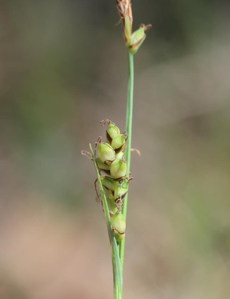 La Laîche millet, Faux Fenouil Carex panicea L., 1753
