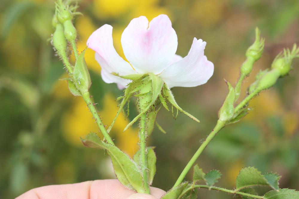 Le Rosier à petites fleurs, Églantier à petites fleur Rosa micrantha Borrer ex Sm., 1812