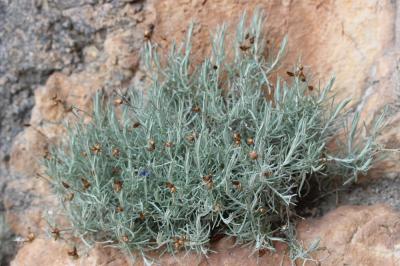 Phagnalon repoussant Phagnalon sordidum (L.) Rchb., 1831