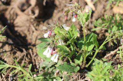  Symphytum grandiflorum DC., 1846