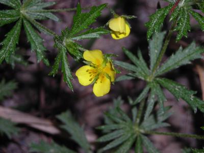 Potentille tormentille Potentilla erecta (L.) Raeusch., 1797