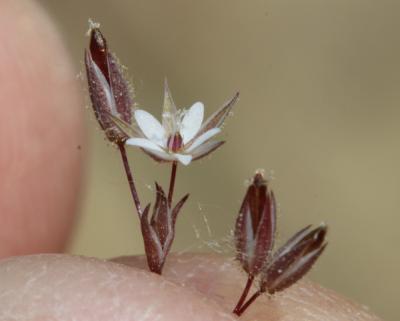  Minuartia hybrida subsp. laxa (Jord.) Jauzein, 2010