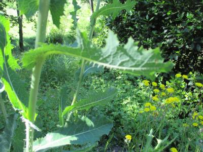 Laitue vireuse, Laitue sauvage Lactuca virosa L., 1753