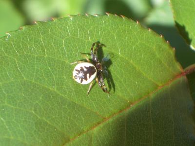 Thomise Napoléon Synema globosum (Fabricius, 1775)