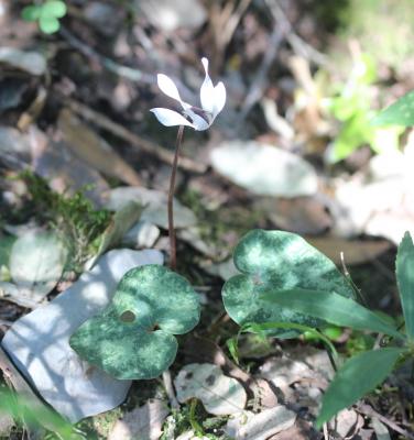 Cyclamen des Baléares Cyclamen balearicum Willk., 1875