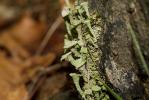  Cladonia fimbriata (L.) Fr., 1831