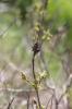 Indigo du Bush, Amorphe buissonnante Amorpha fruticosa L., 1753