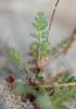 Bec-de-grue poilu Erodium cicutarium subsp. bipinnatum (Cav.) Tourlet, 1907