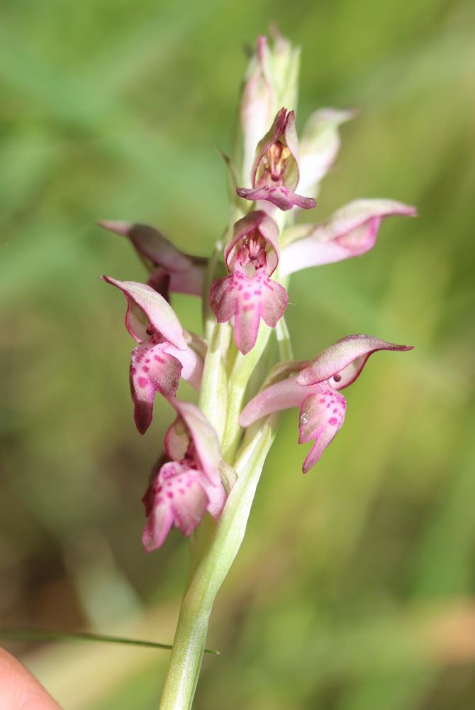 Le Orchis à odeur de vanille Anacamptis fragrans (Pollini) R.M.Bateman, 2003