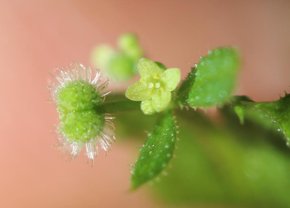 Le Petit Gratteron Galium aparine subsp. aparinella (Lange) Jauzein, 1995