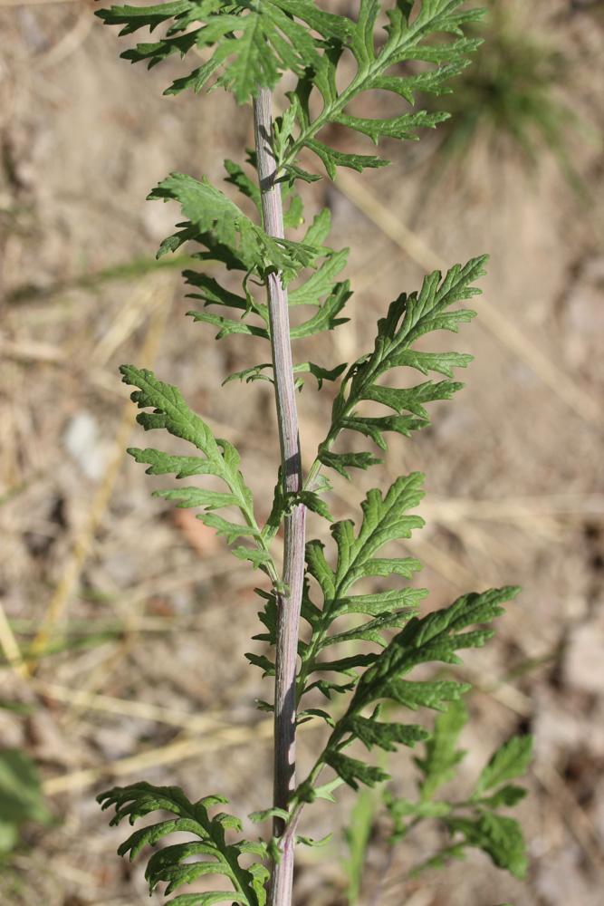 Le Armoise commune, Herbe de feu Artemisia vulgaris L., 1753