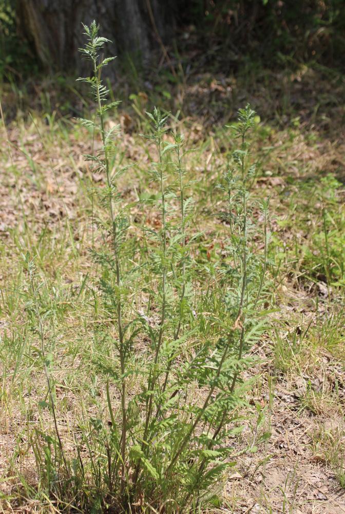 Le Armoise commune, Herbe de feu Artemisia vulgaris L., 1753