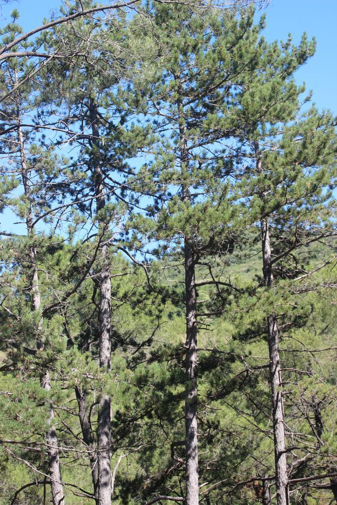 Le Largge Pinus nigra subsp. laricio Maire, 1928