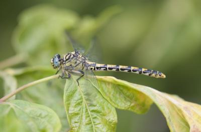 Gomphe à forceps (Le), Gomphe à pinces (Le) Onychogomphus forcipatus (Linnaeus, 1758)