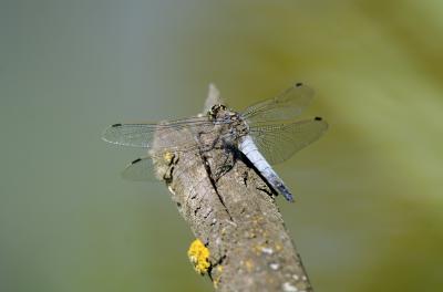 Orthétrum réticulé (L') Orthetrum cancellatum (Linnaeus, 1758)