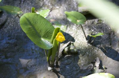 Nénuphar jaune, Nénufar jaune Nuphar lutea (L.) Sm., 1809